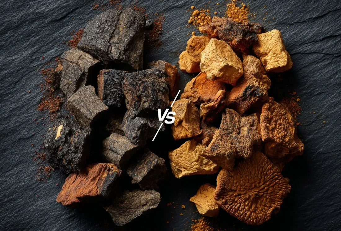 Chaga vs Reishi mushrooms