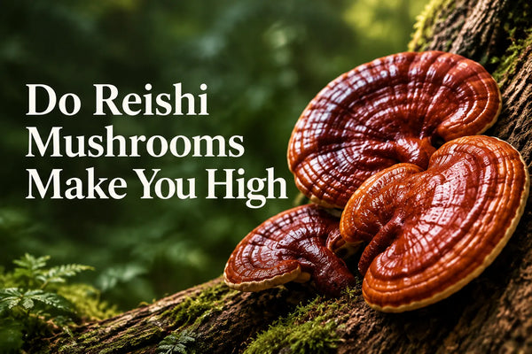 Do Reishi Mushrooms Make You High? What to Know
