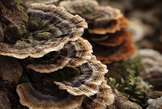 How Does Turkey Tail Look Alike?