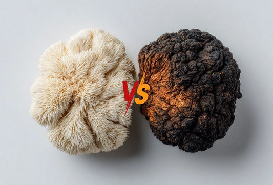 Lion’s Mane Vs Chaga