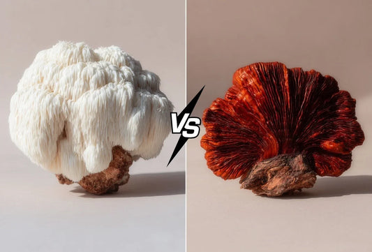 Lion’s Mane vs Reishi