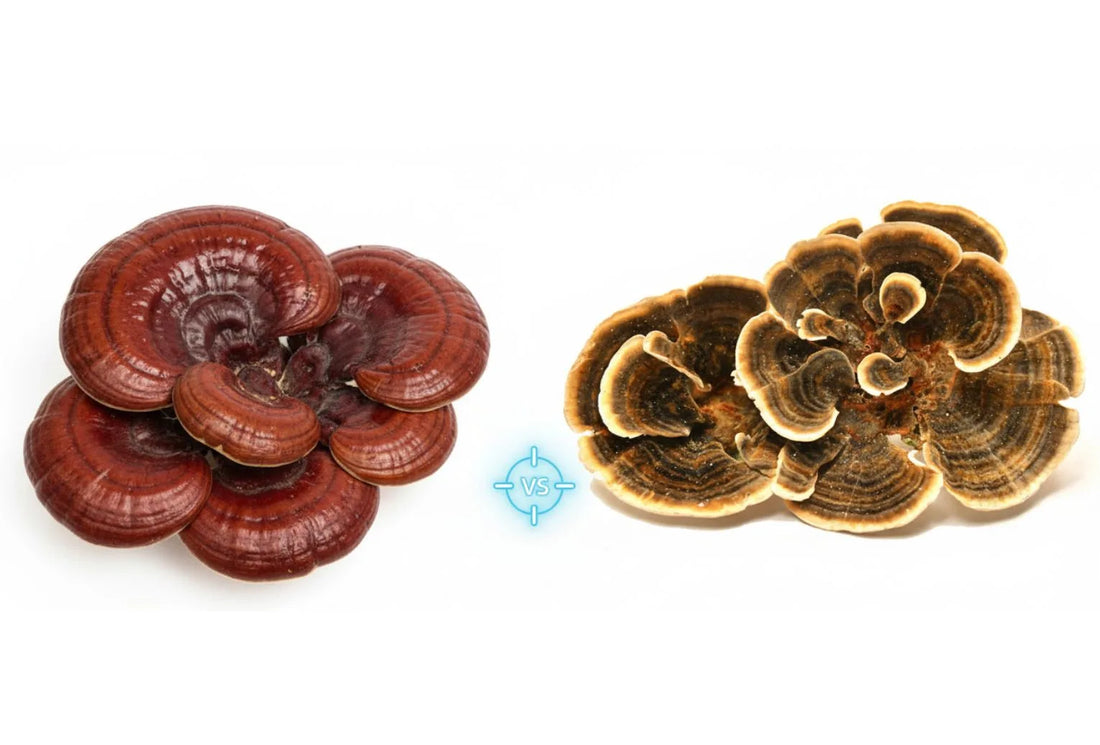Reishi vs Turkey Tail