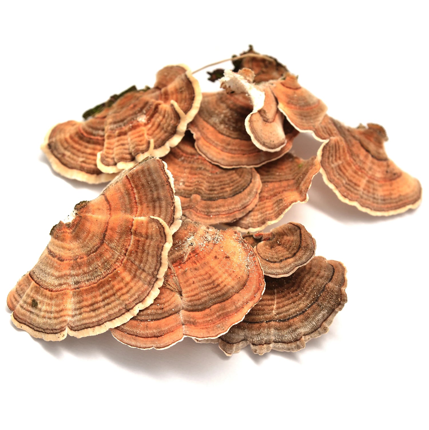 Turkey Tail Mushroom