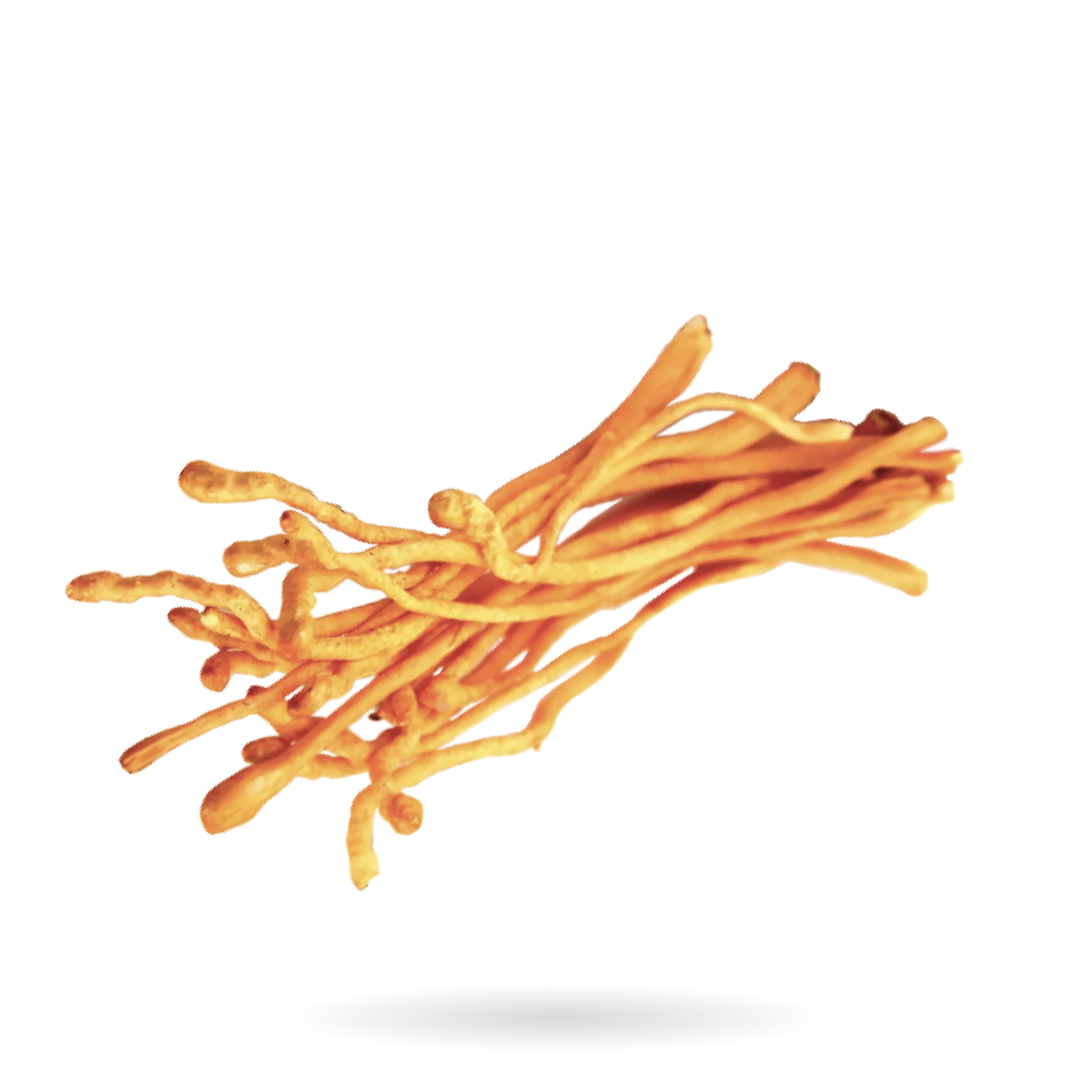 Cordyceps Mushroom