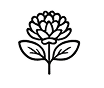 Rhodiola