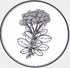 Rhodiola