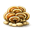 Turkey Tail