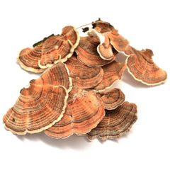 Turkey Tail