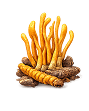 Endurance Mushroom