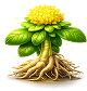 Rhodiola