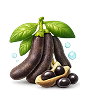 Mucuna Pruriens