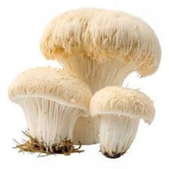 Lions Mane