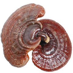 Reishi